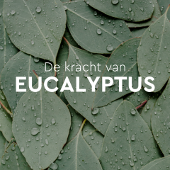 Kneipp